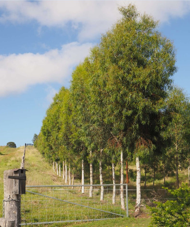 Grown Eucalypts